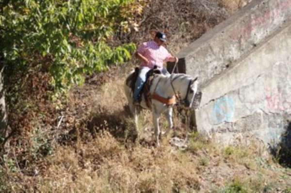experience-kentucky-mountain-horse
