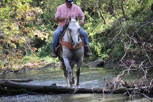 all-quarter-horse