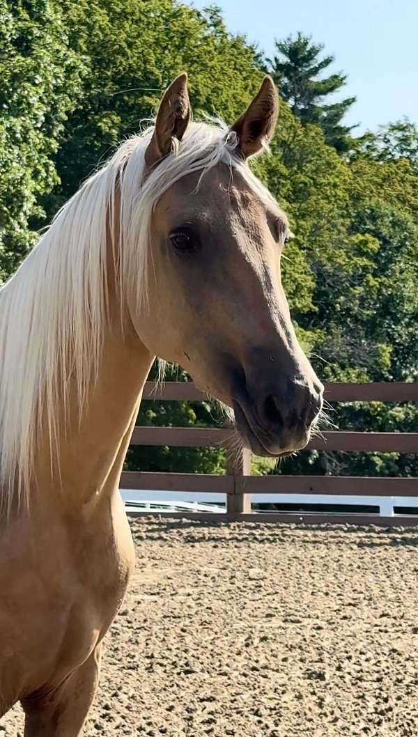 athletic-morgan-horse