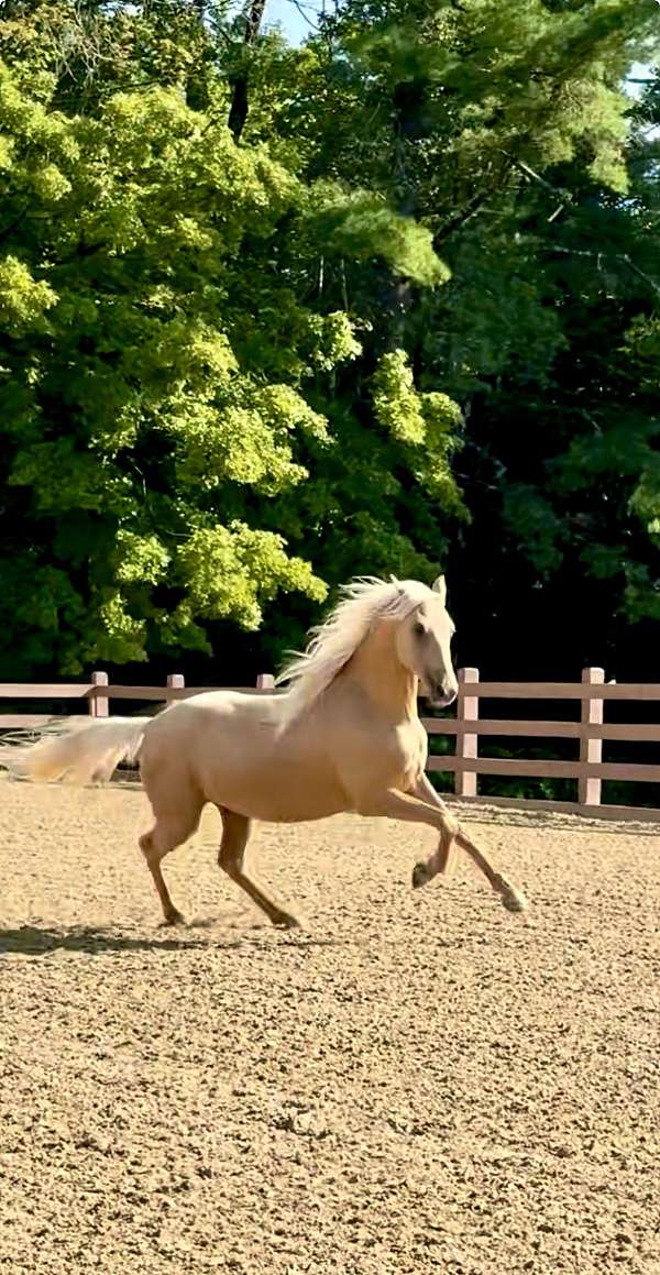 dressage-morgan-horse