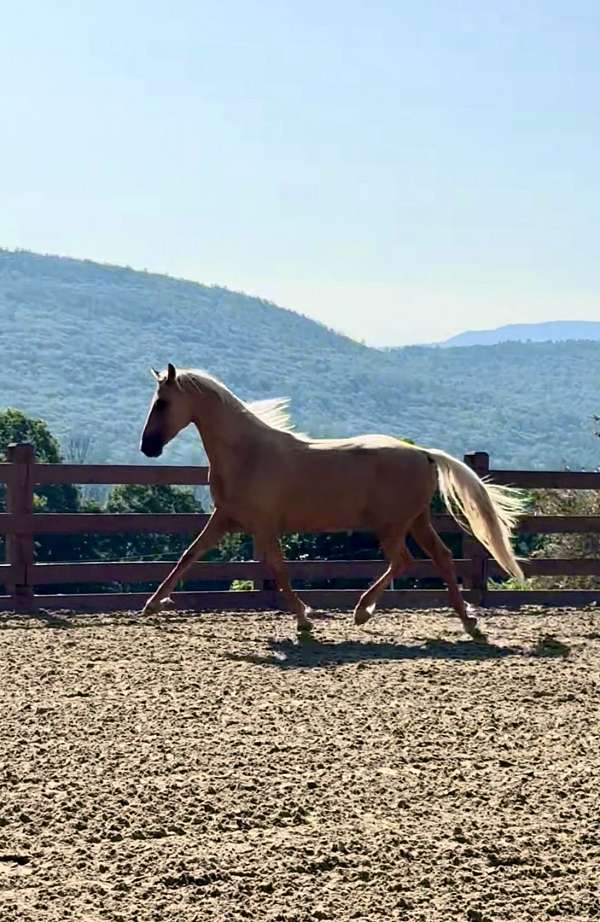 western-dressage-morgan-horse