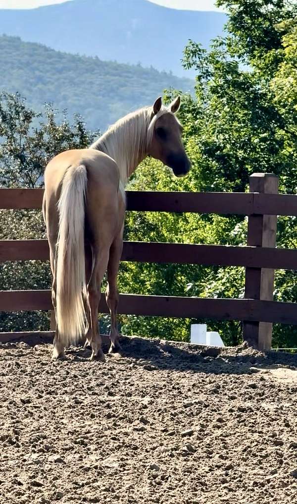 western-pleasure-morgan-horse