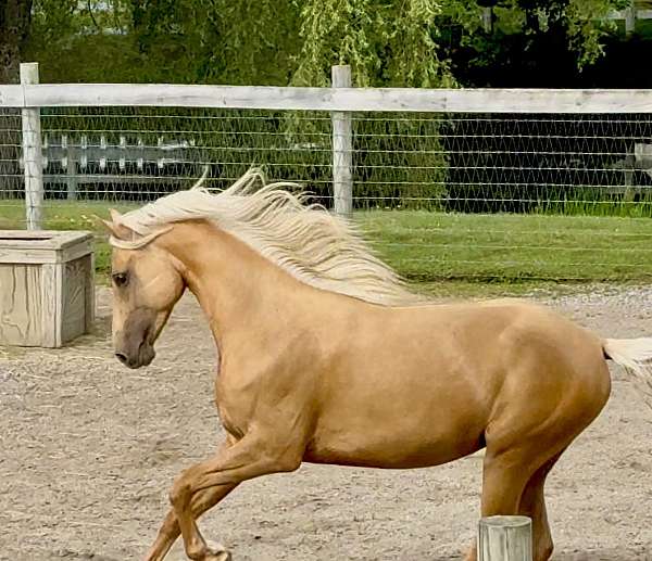 palomino-morgan-gelding