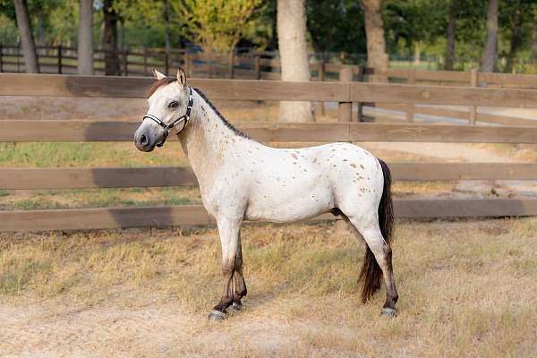 leopard-few-spot-appaloosa-horse