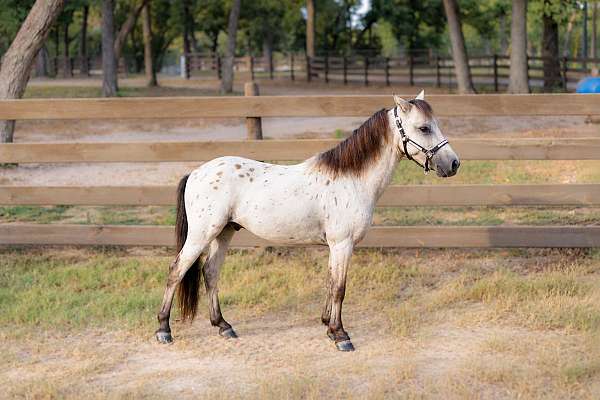 buckskin-leopard-few-spot-appaloosa-horse