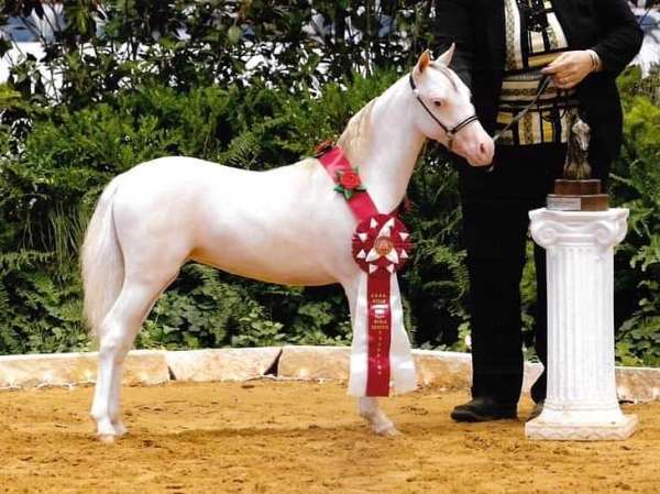 miniature-appaloosa-gelding