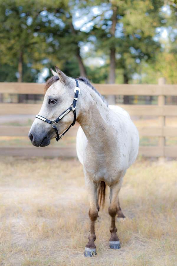 miniature-show-horse