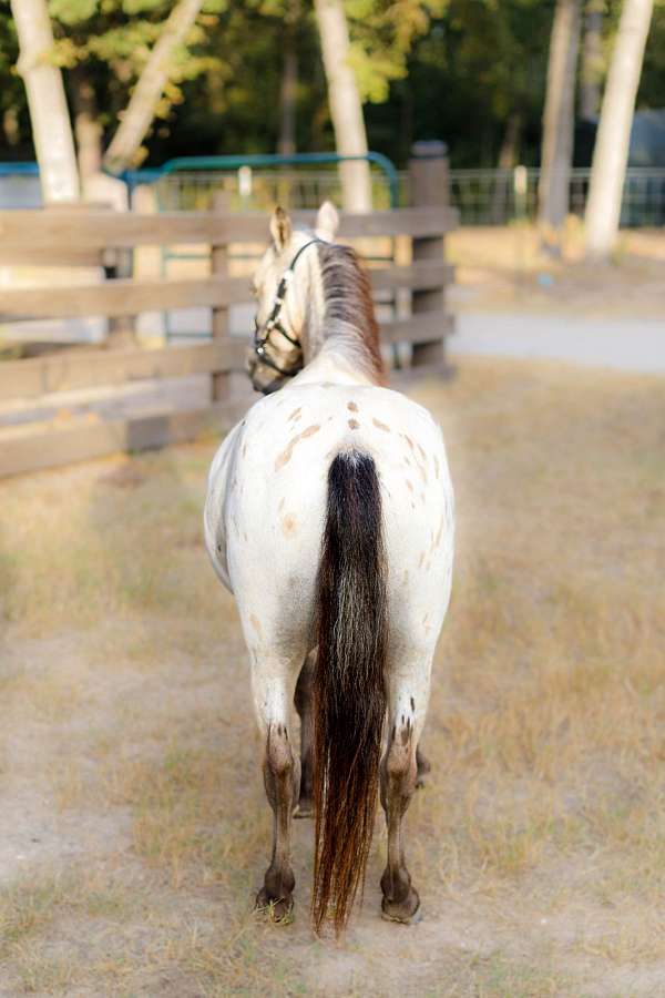 leopard-few-spot-appaloosa