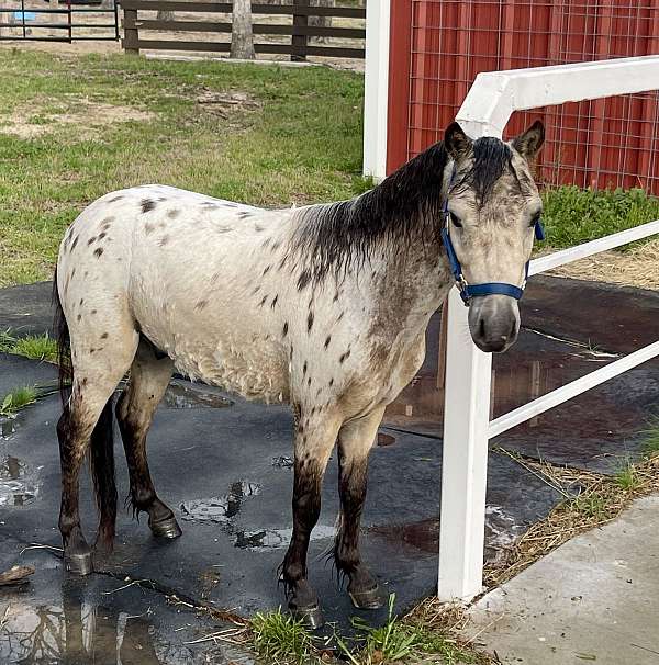miniature-show-horse-gelding
