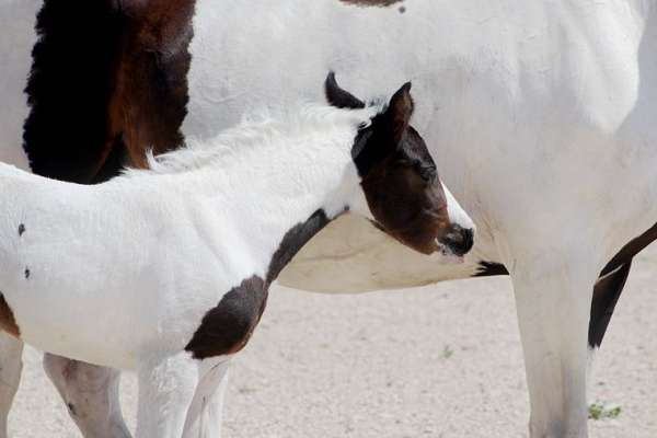 15-hand-irish-draught-filly