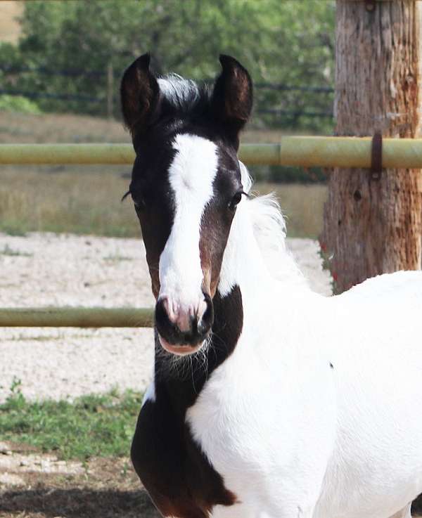 tobiano-horse