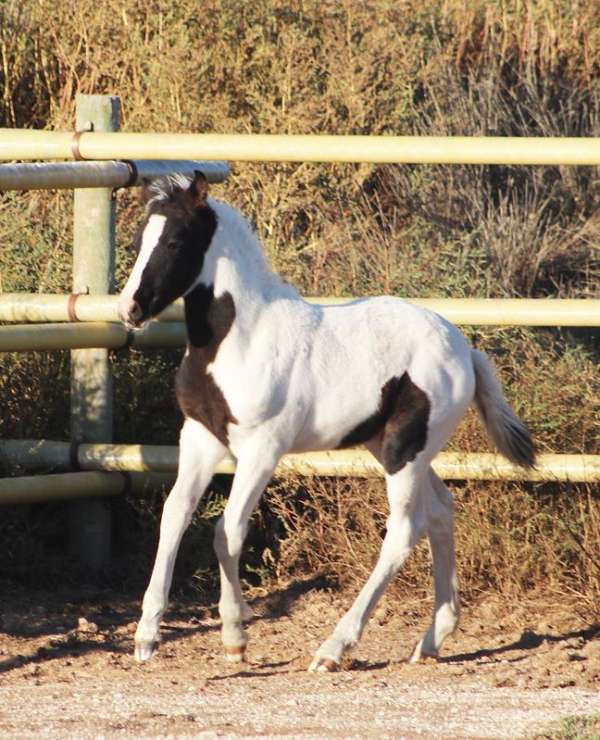 athletic-eventing-holsteiner-horse