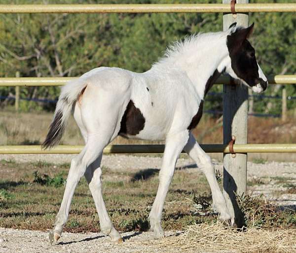 athletic-eventing-pinto-horse