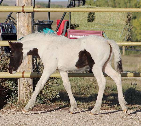 athletic-eventing-warmblood-horse