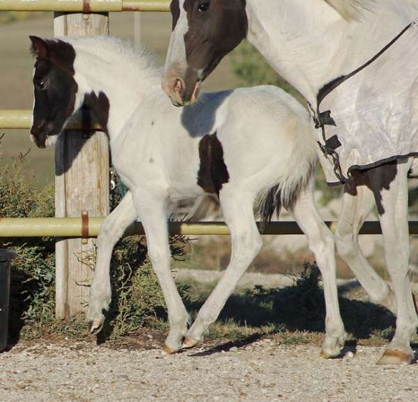 pinto-holsteiner-filly