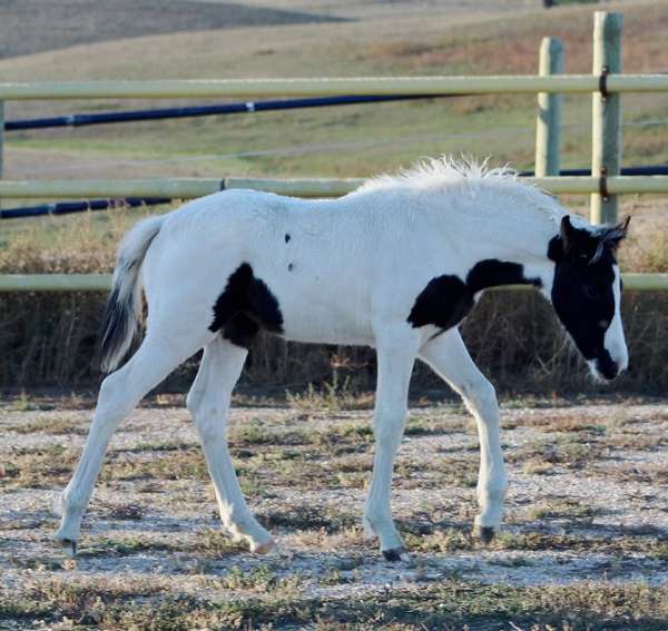 pinto-athletic-eventing-horse