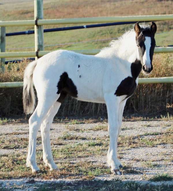 athletic-eventing-filly