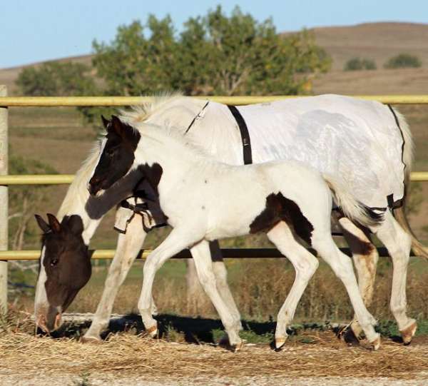 athletic-eventing-horse