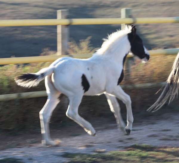 athletic-eventing