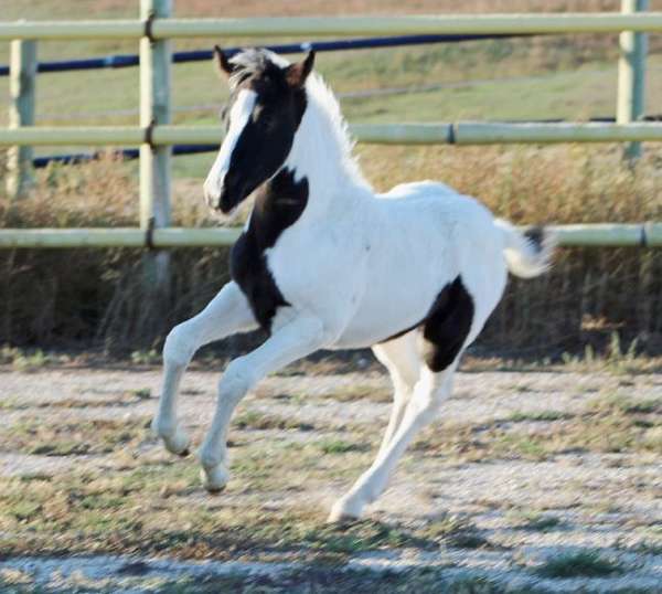 tobiano-irish-draught-filly