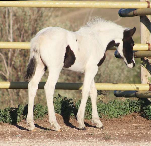 tobiano