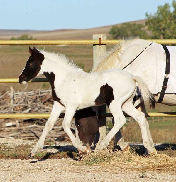 tobiano-filly-for-sale