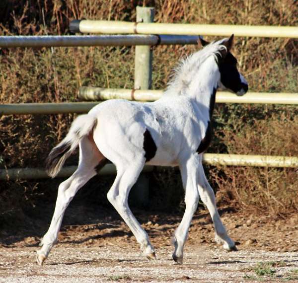 tobiano-irish-draught-for-sale