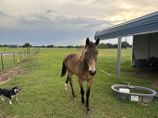 buckskin-roan-show-horse