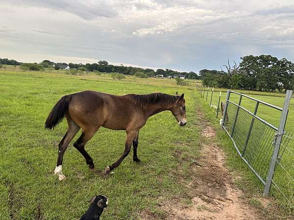buckskin-roan-champion-horse