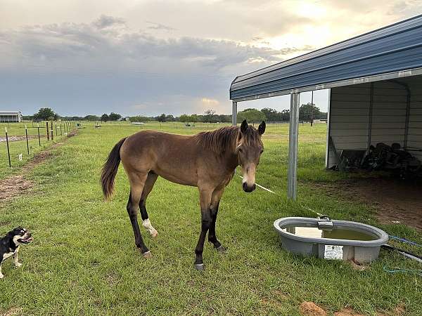 buckskin-roan-tennessee-walking-horse-for-sale