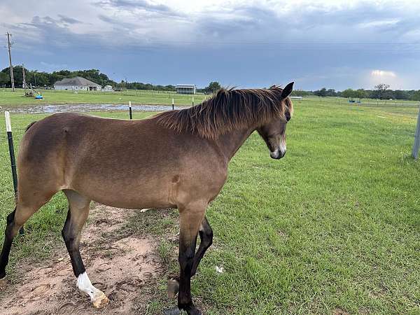 buckskin-roan-tennessee-walking
