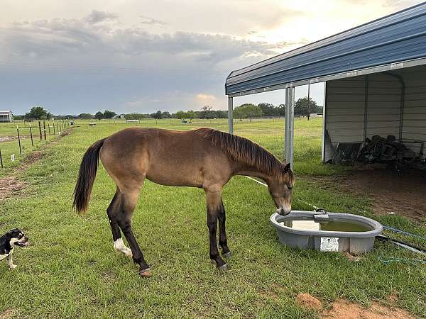 tennessee-walking-colt