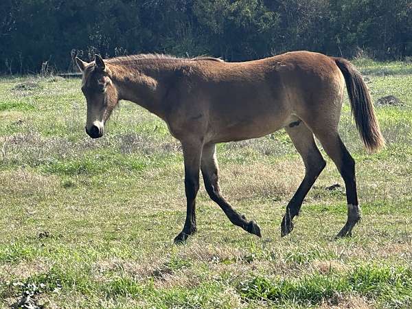 tennessee-walking-horse-for-sale