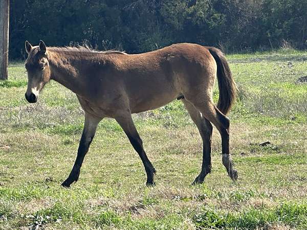 tennessee-walking-horse