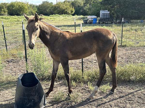breeding-tennessee-walking-horse