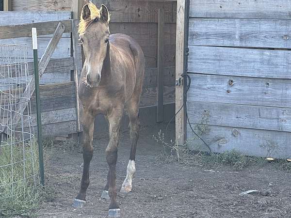 champion-tennessee-walking-horse