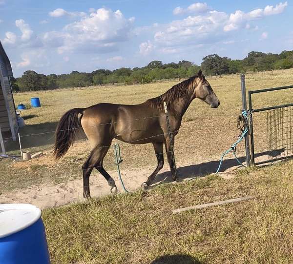show-tennessee-walking-horse