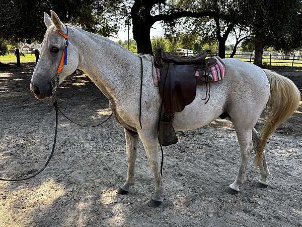 tennessee-walking-gelding