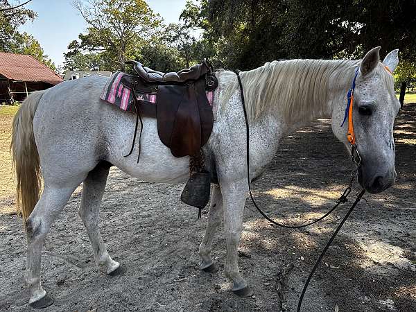 tennessee-walking-horse-for-sale