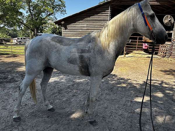 tennessee-walking-horse