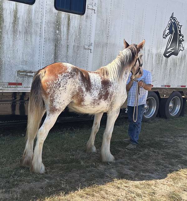 clydesdale-filly-yearling