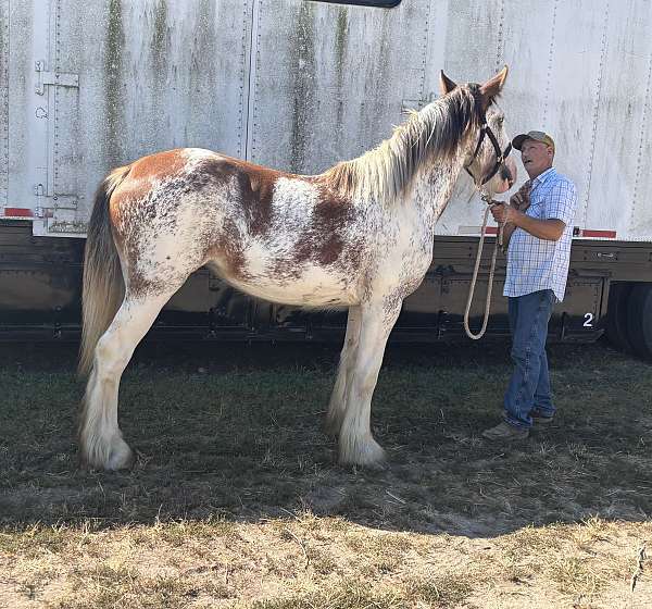 clydesdale-filly