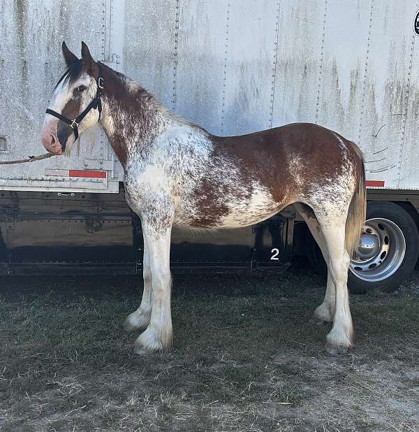 roan-clydesdale-filly-yearling