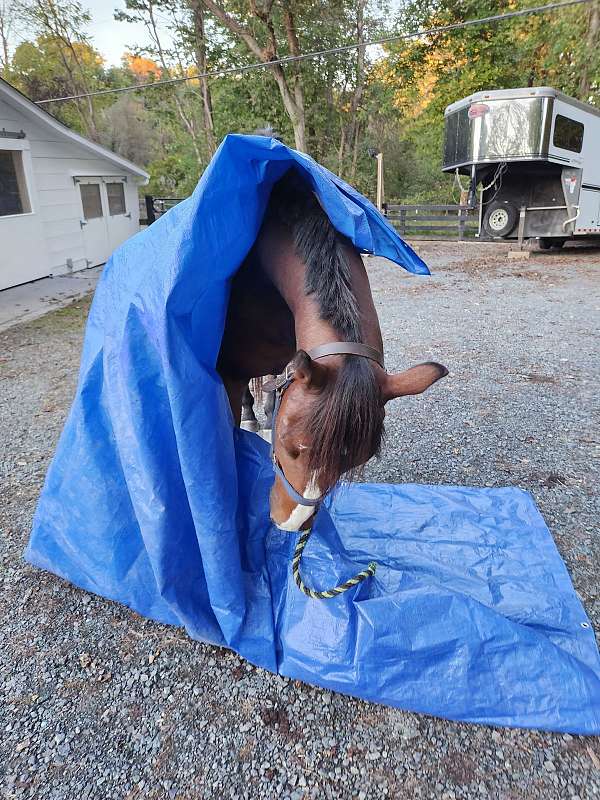 athletic-thoroughbred-horse