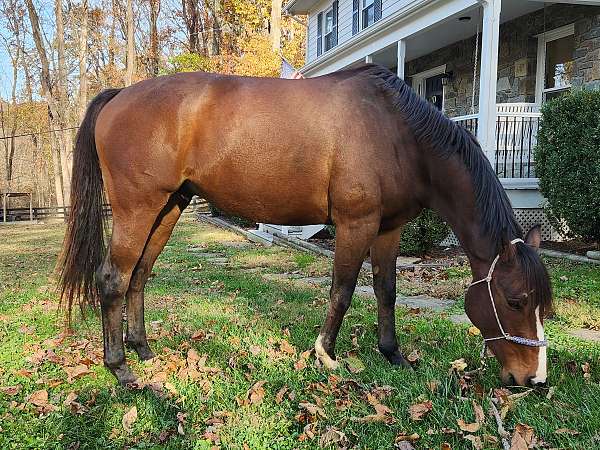 all-around-thoroughbred-horse
