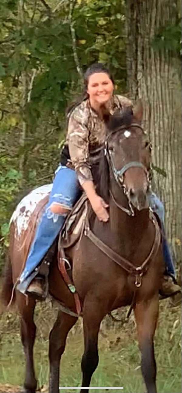 appaloosa-horse-for-sale