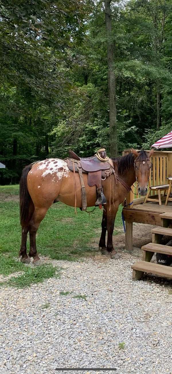 appaloosa-gelding