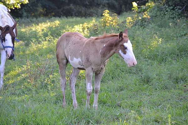 sorrel-overo-lethal-white-horse