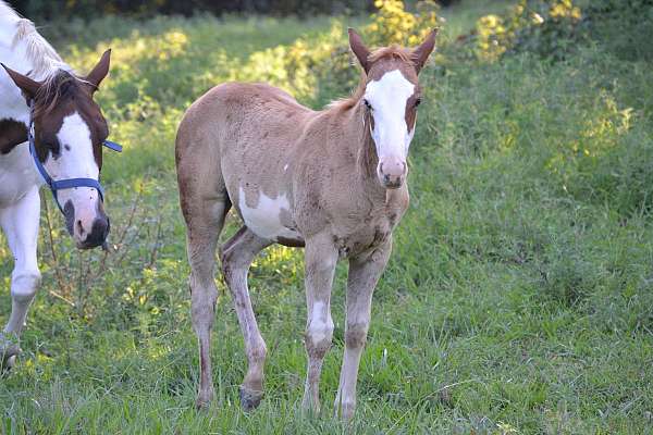 lethal-white-colt
