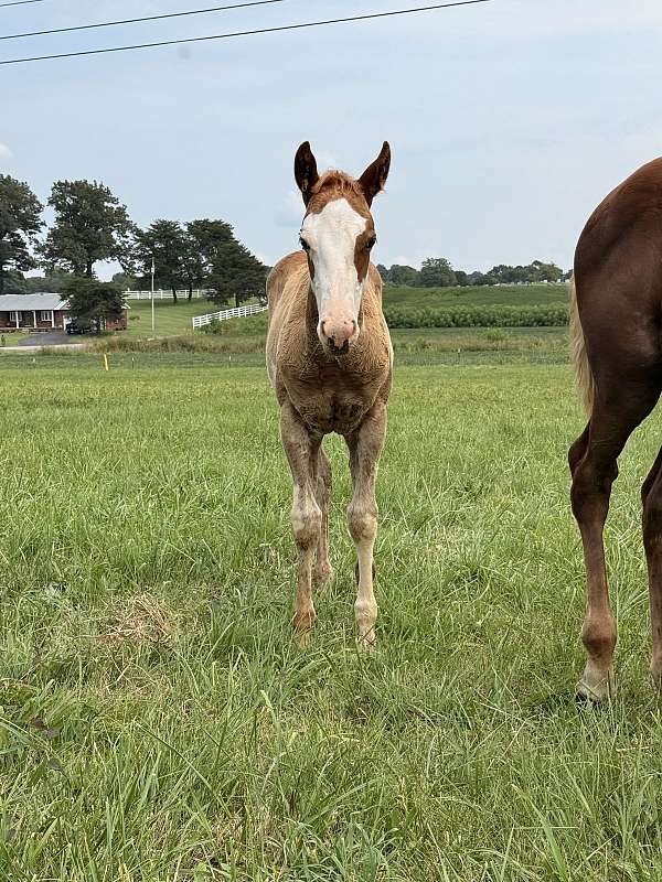 sorrel-foundation-halter-horse